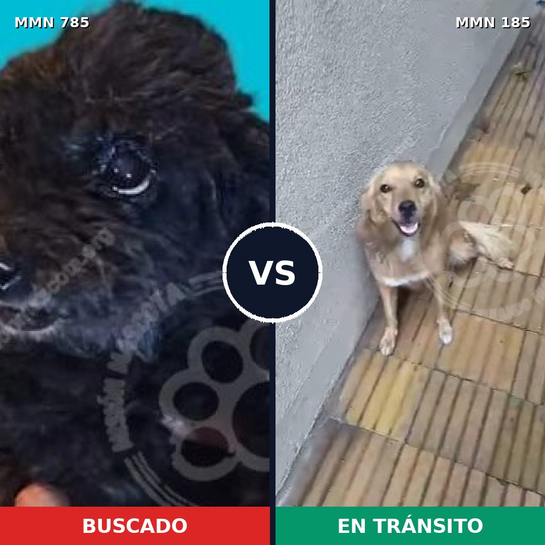 Comparativa MMS 12666: mascota perdida y mascota encontrada, 5% de similitud
