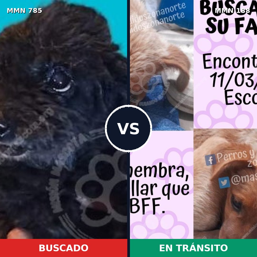 Comparativa MMS 12667: mascota perdida y mascota encontrada, 45% de similitud