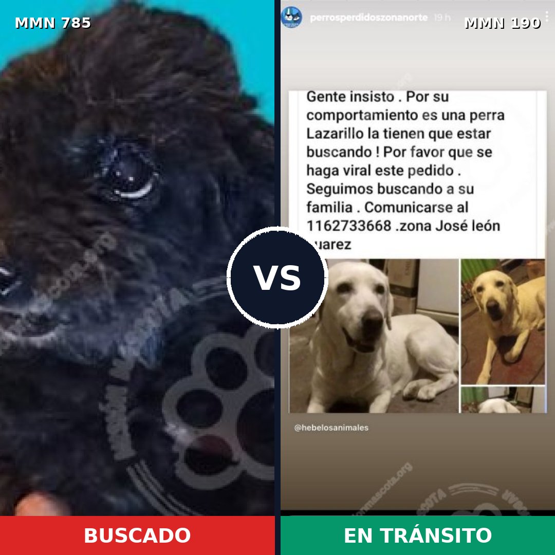 Comparativa MMS 12668: mascota perdida y mascota encontrada, 5% de similitud