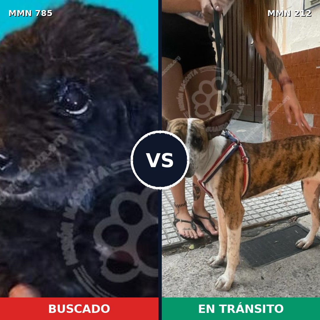 Comparativa MMS 12669: mascota perdida y mascota encontrada, 2% de similitud
