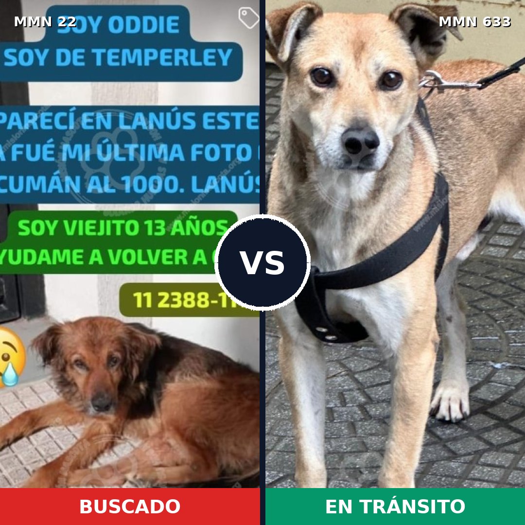 Comparativa MMS 1267: mascota perdida y mascota encontrada, 68% de similitud