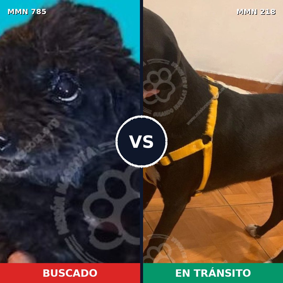 Comparativa MMS 12670: mascota perdida y mascota encontrada, 14% de similitud