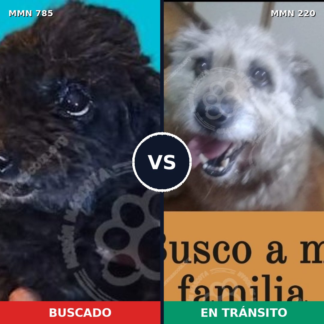 Comparativa MMS 12671: mascota perdida y mascota encontrada, 6% de similitud