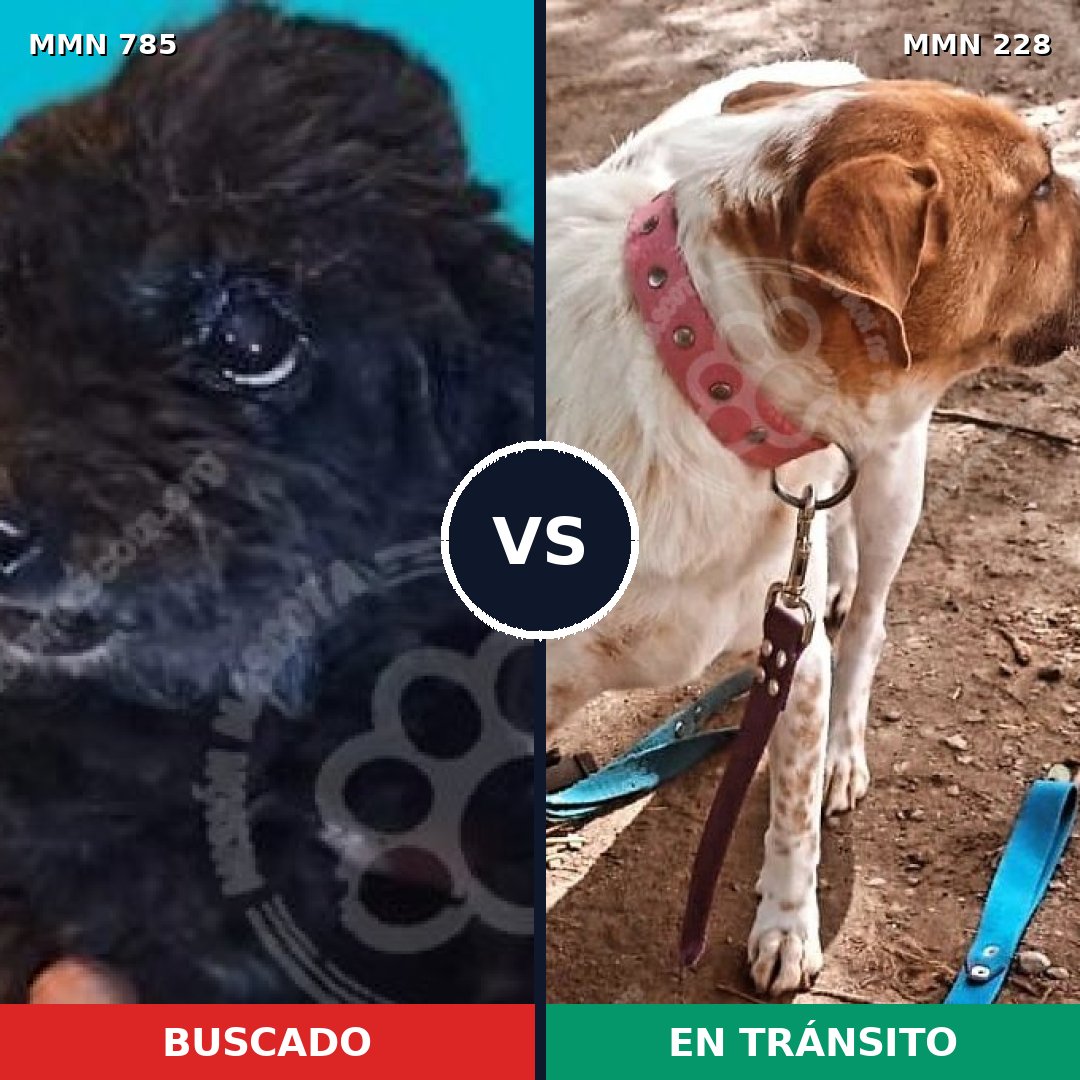 Comparativa MMS 12672: mascota perdida y mascota encontrada, 5% de similitud