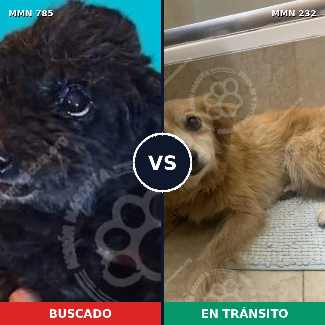 Comparativa MMS 12673: mascota perdida y mascota encontrada, 45% de similitud