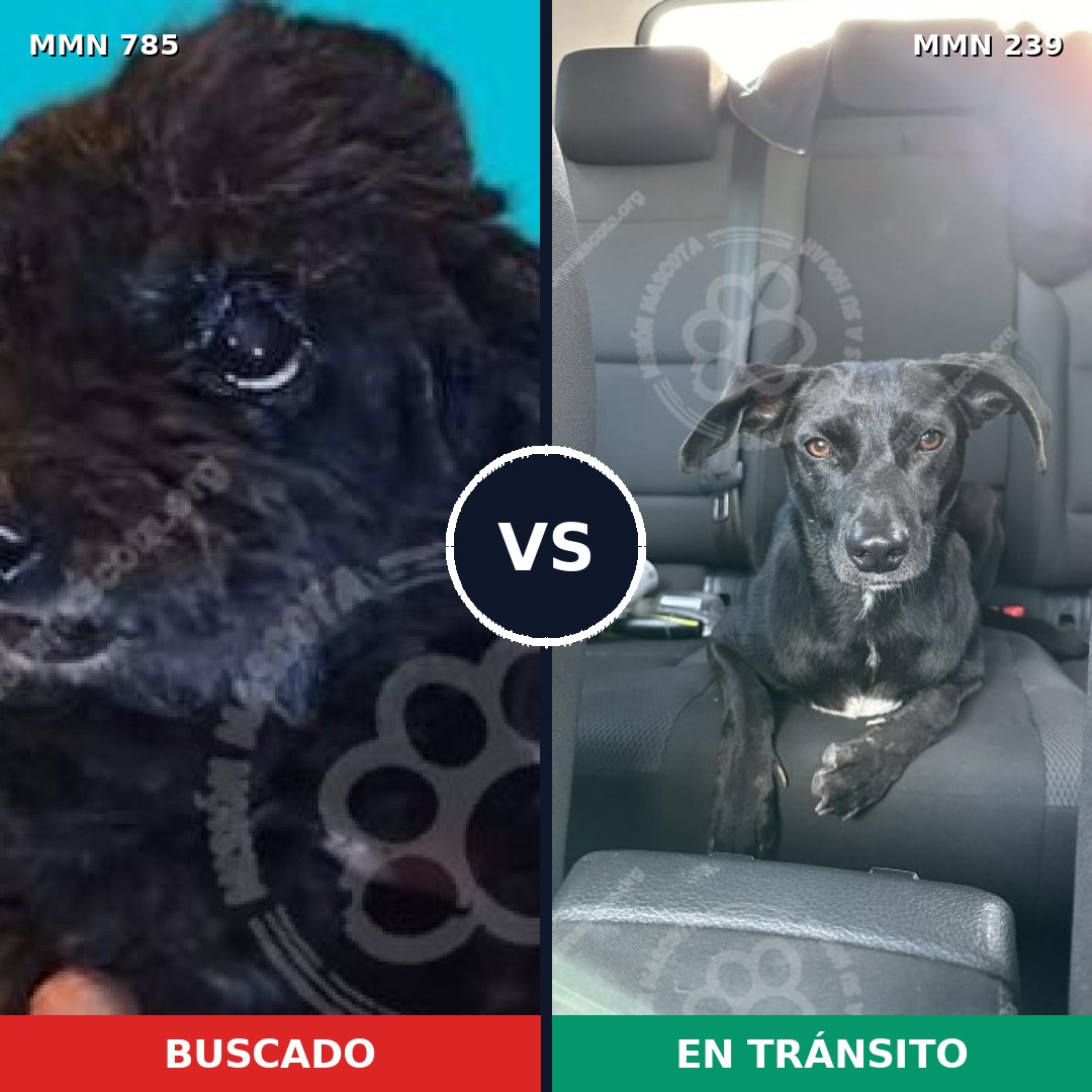 Comparativa MMS 12674: mascota perdida y mascota encontrada, 14% de similitud