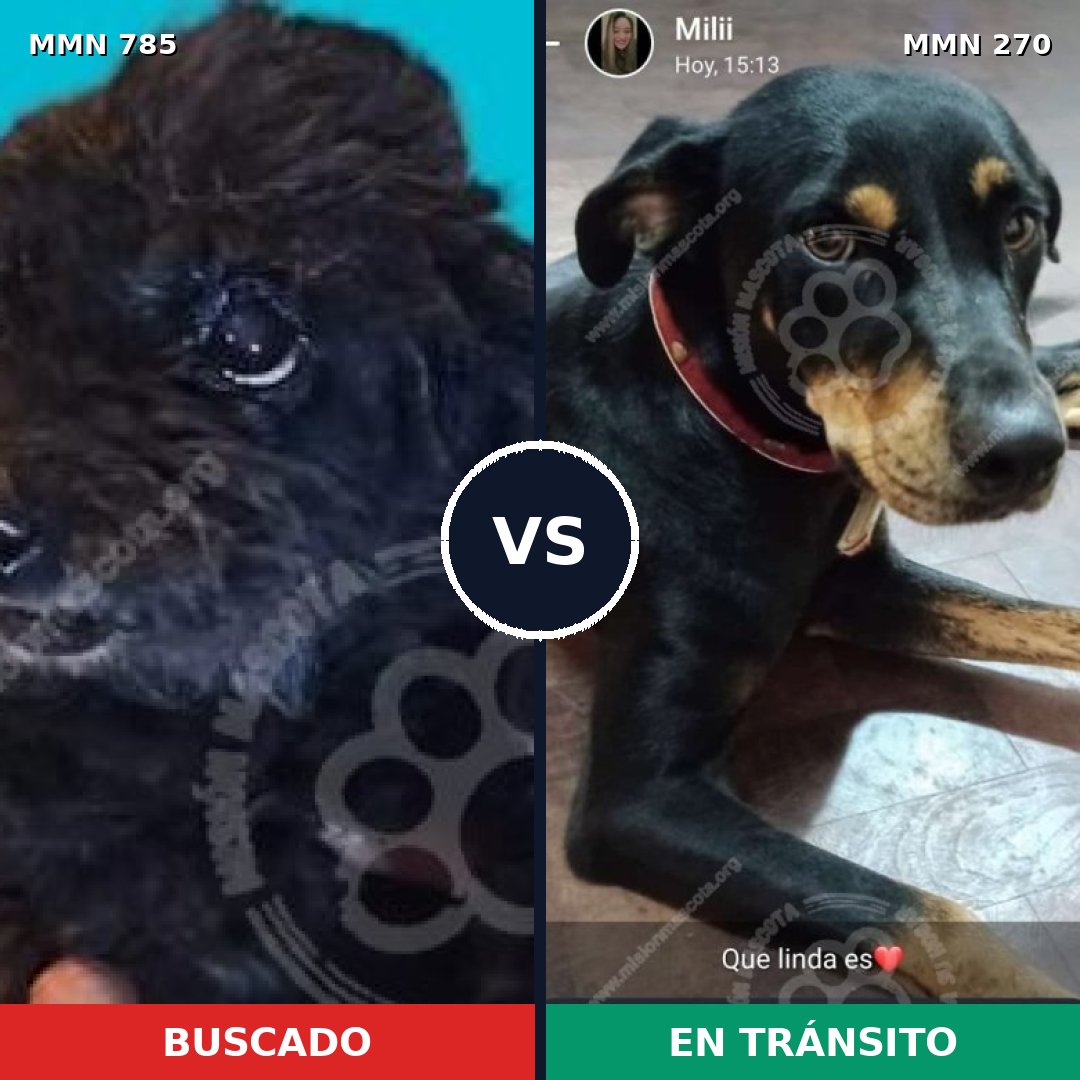Comparativa MMS 12675: mascota perdida y mascota encontrada, 14% de similitud