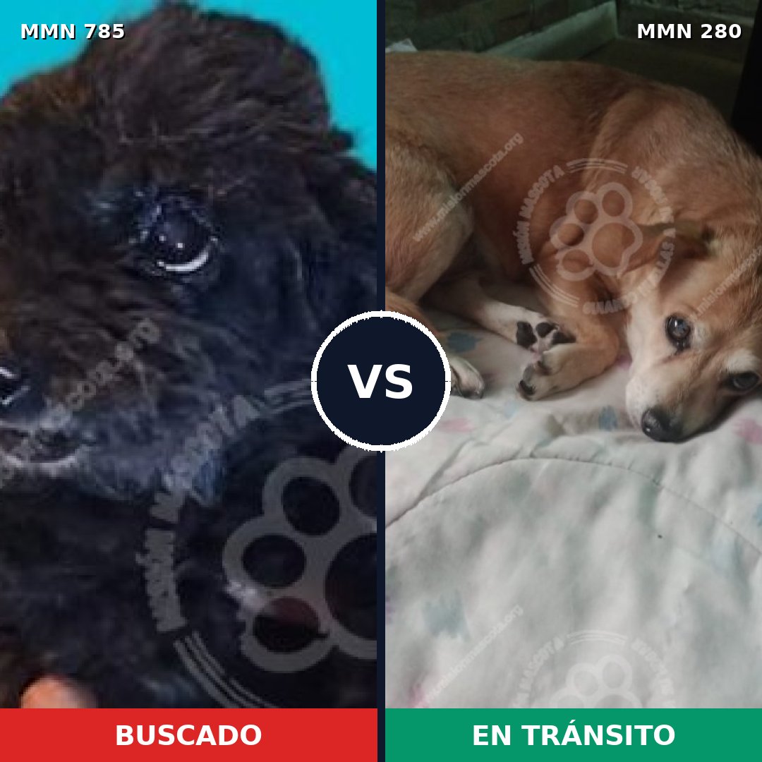 Comparativa MMS 12676: mascota perdida y mascota encontrada, 41% de similitud