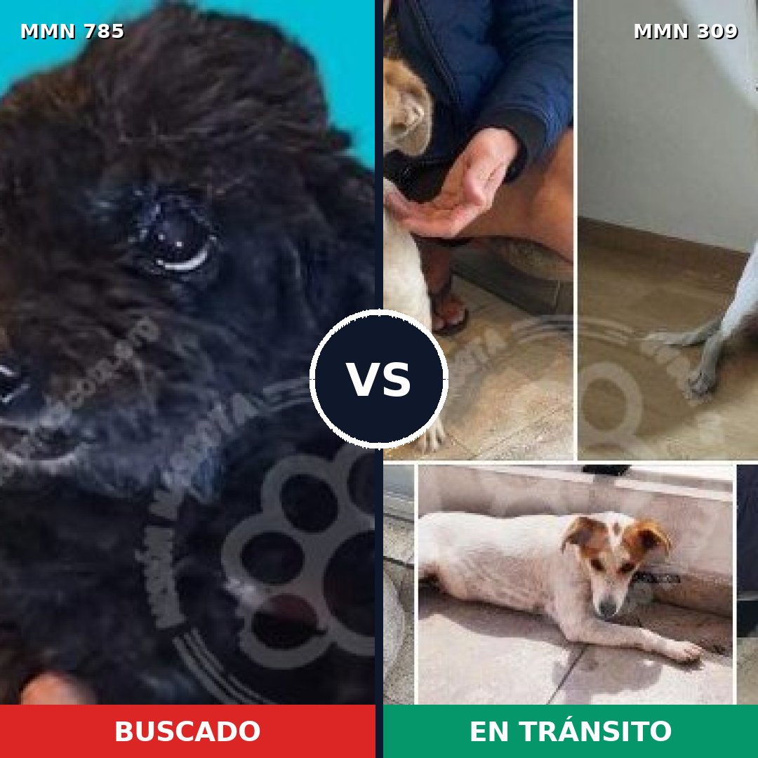 Comparativa MMS 12678: mascota perdida y mascota encontrada, 5% de similitud