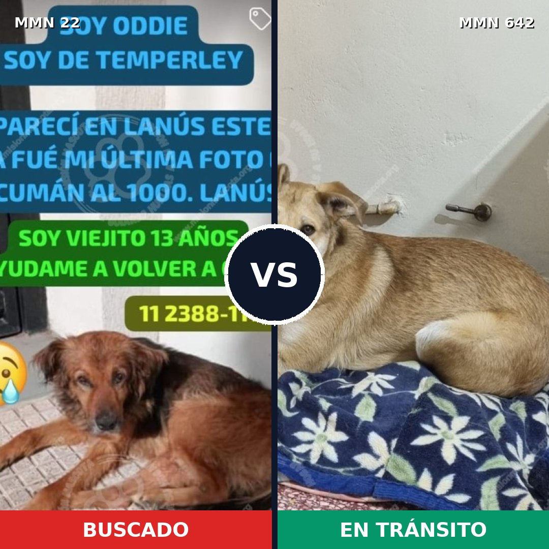 Comparativa MMS 1268: mascota perdida y mascota encontrada, 57% de similitud