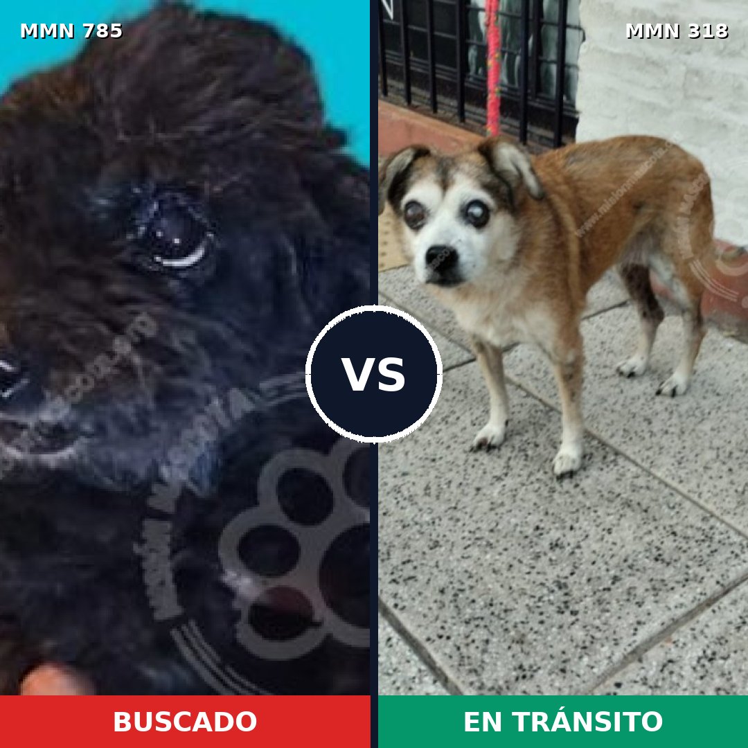Comparativa MMS 12680: mascota perdida y mascota encontrada, 61% de similitud