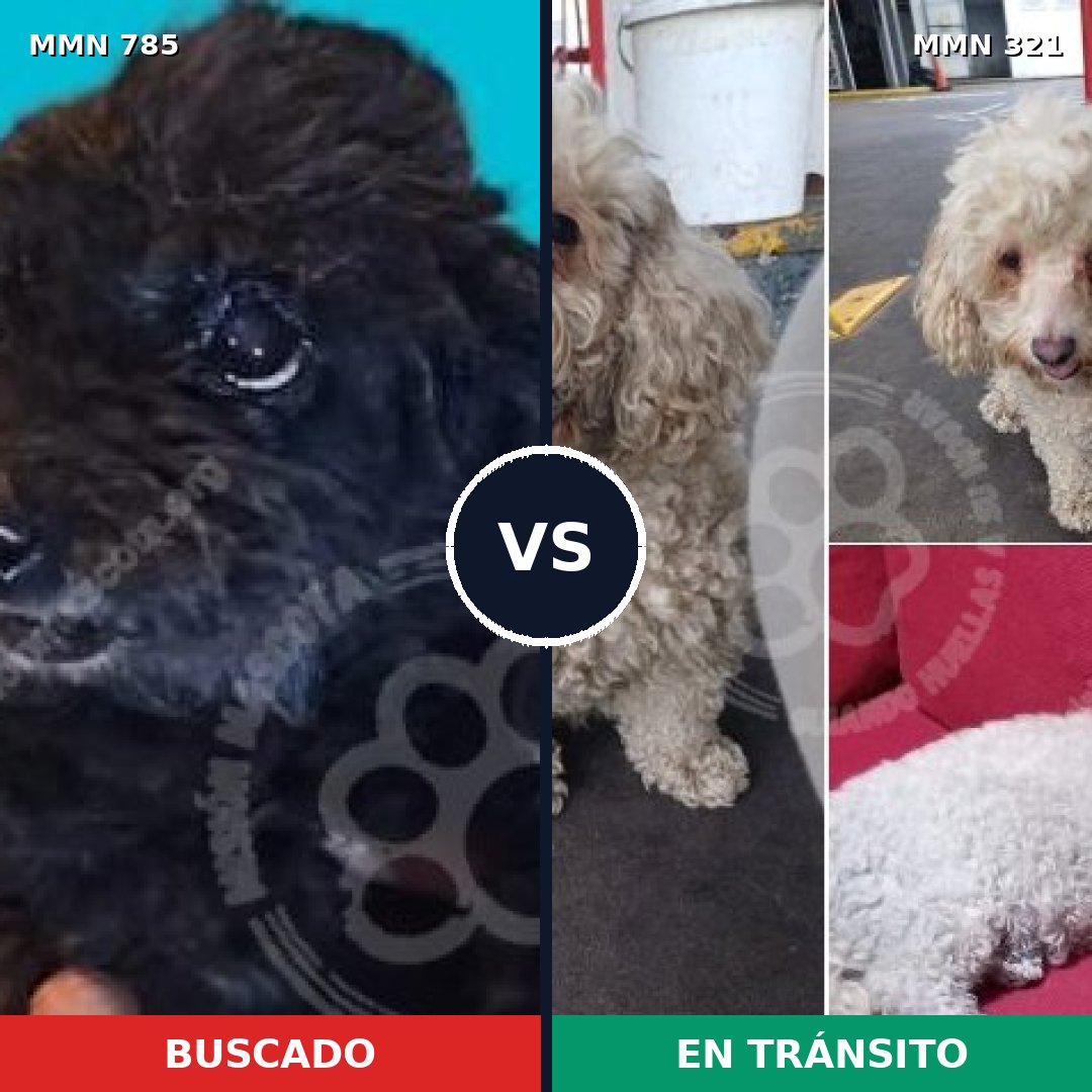 Comparativa MMS 12681: mascota perdida y mascota encontrada, 45% de similitud