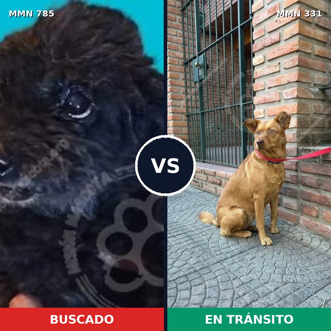 Comparativa MMS 12683: mascota perdida y mascota encontrada, 2% de similitud