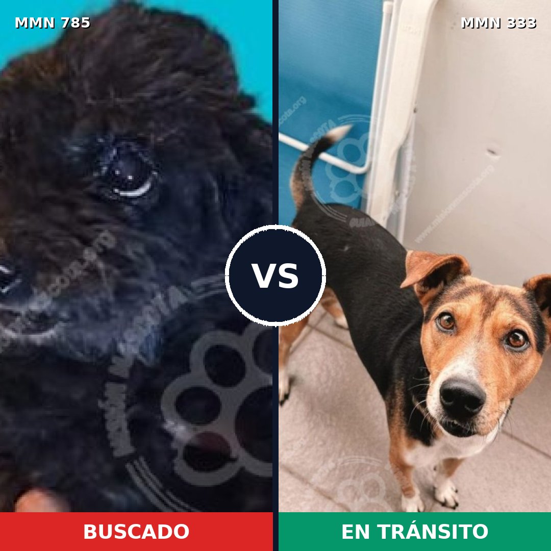 Comparativa MMS 12684: mascota perdida y mascota encontrada, 14% de similitud