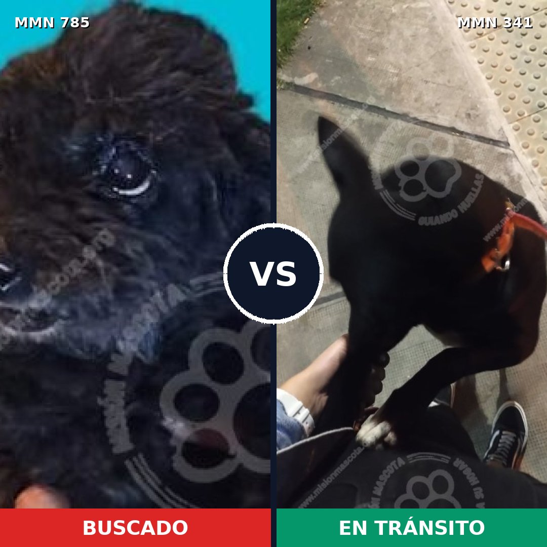 Comparativa MMS 12685: mascota perdida y mascota encontrada, 14% de similitud