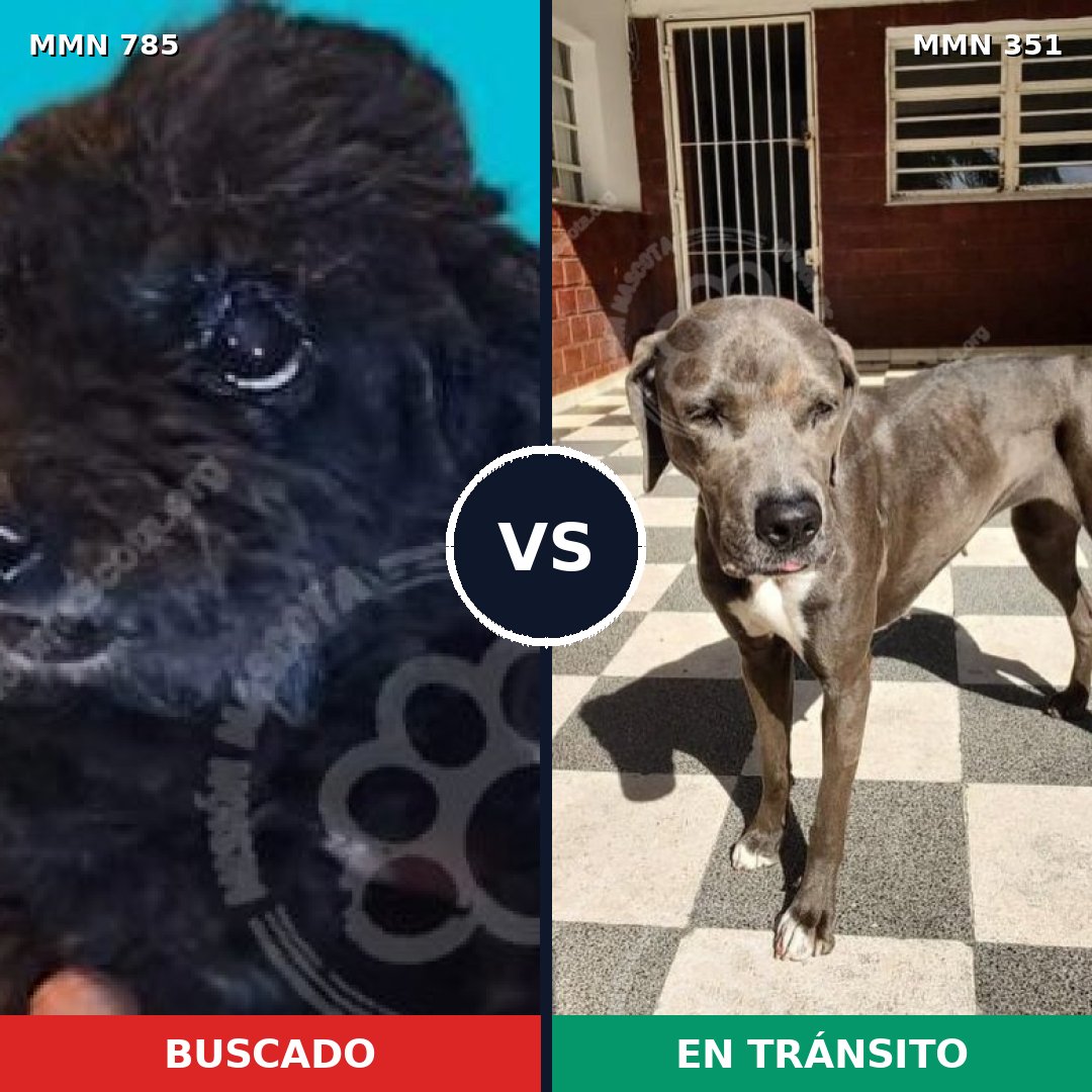 Comparativa MMS 12686: mascota perdida y mascota encontrada, 2% de similitud