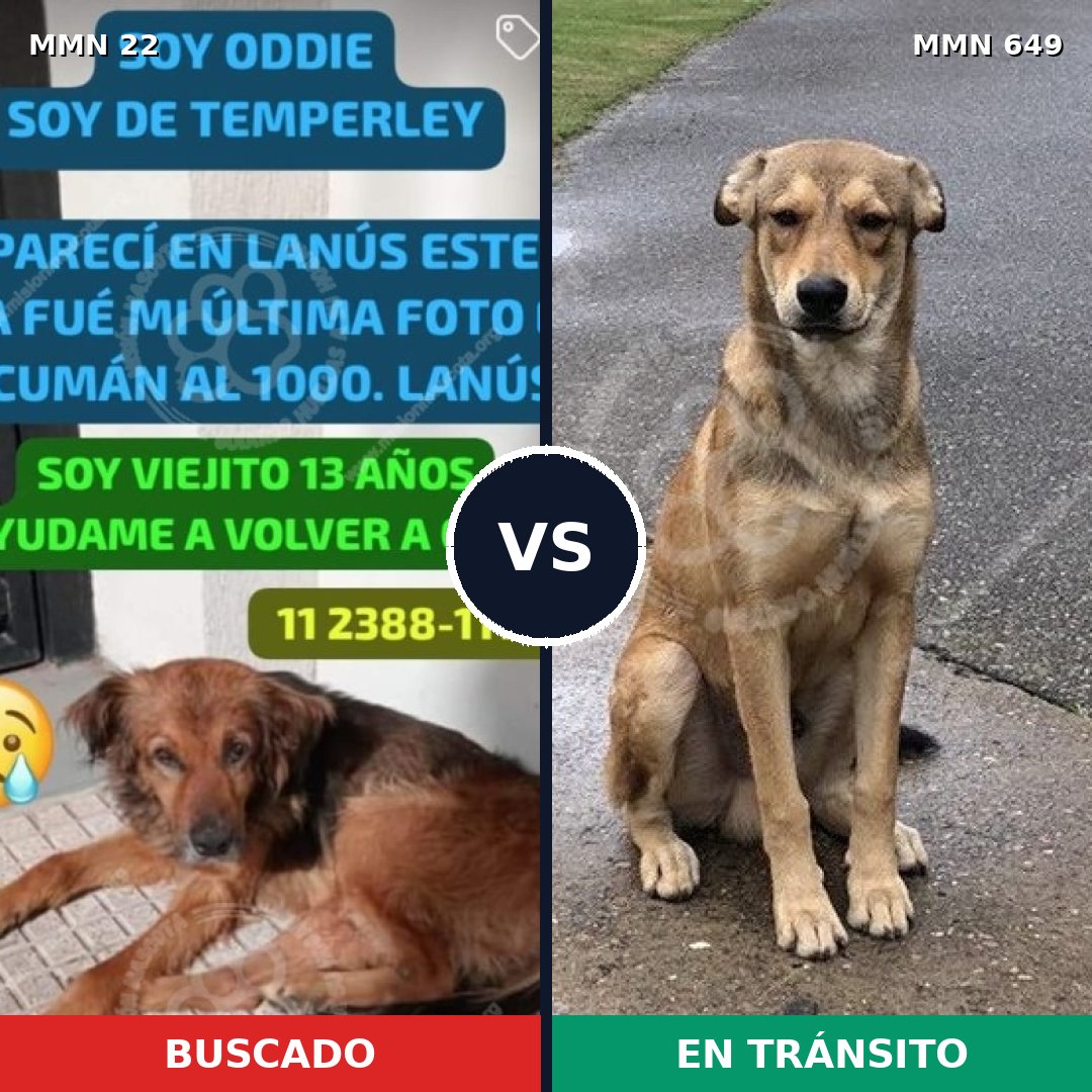Comparativa MMS 1269: mascota perdida y mascota encontrada, 28% de similitud