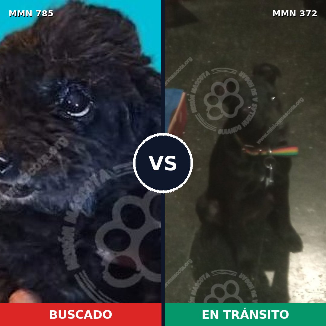 Comparativa MMS 12690: mascota perdida y mascota encontrada, 14% de similitud