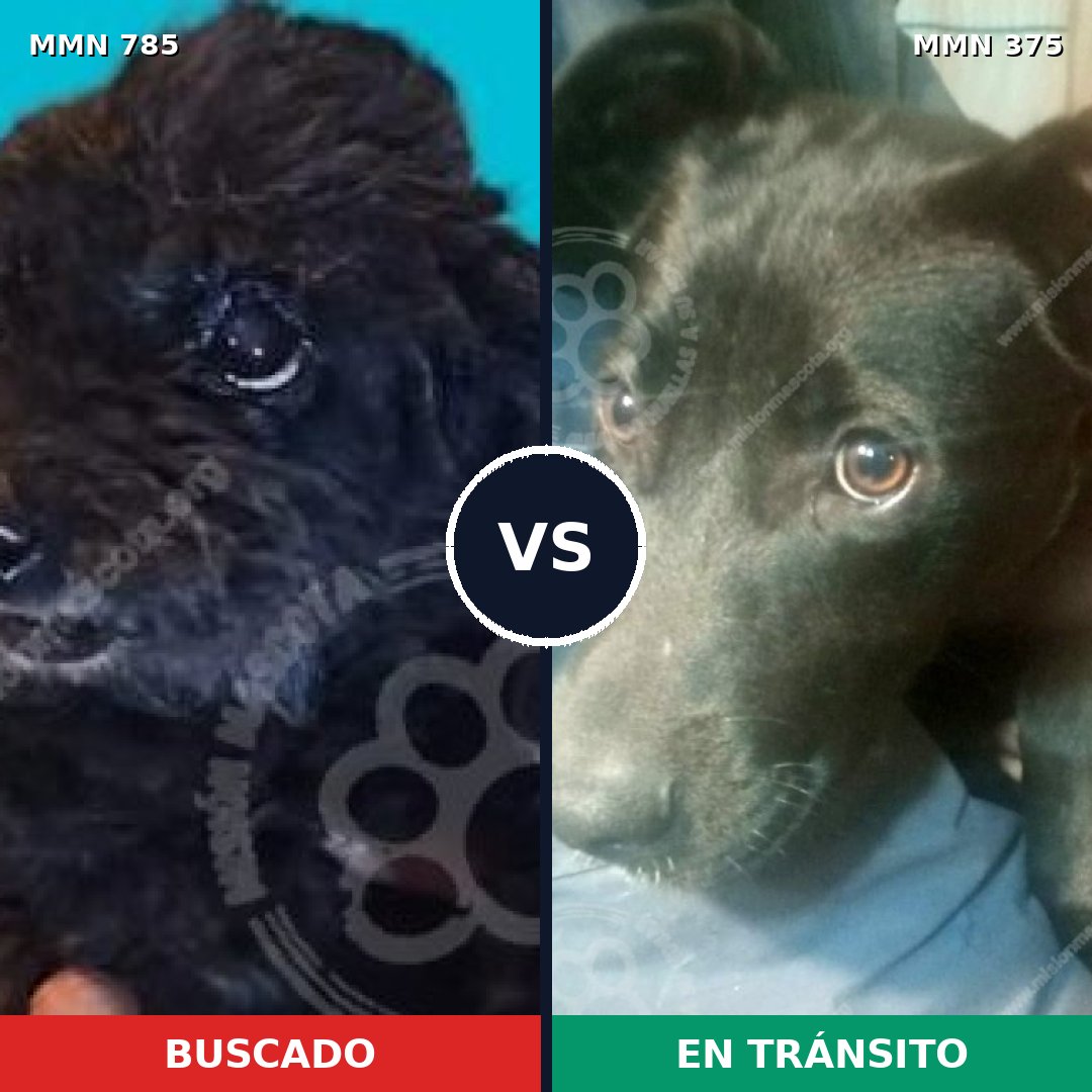 Comparativa MMS 12691: mascota perdida y mascota encontrada, 14% de similitud