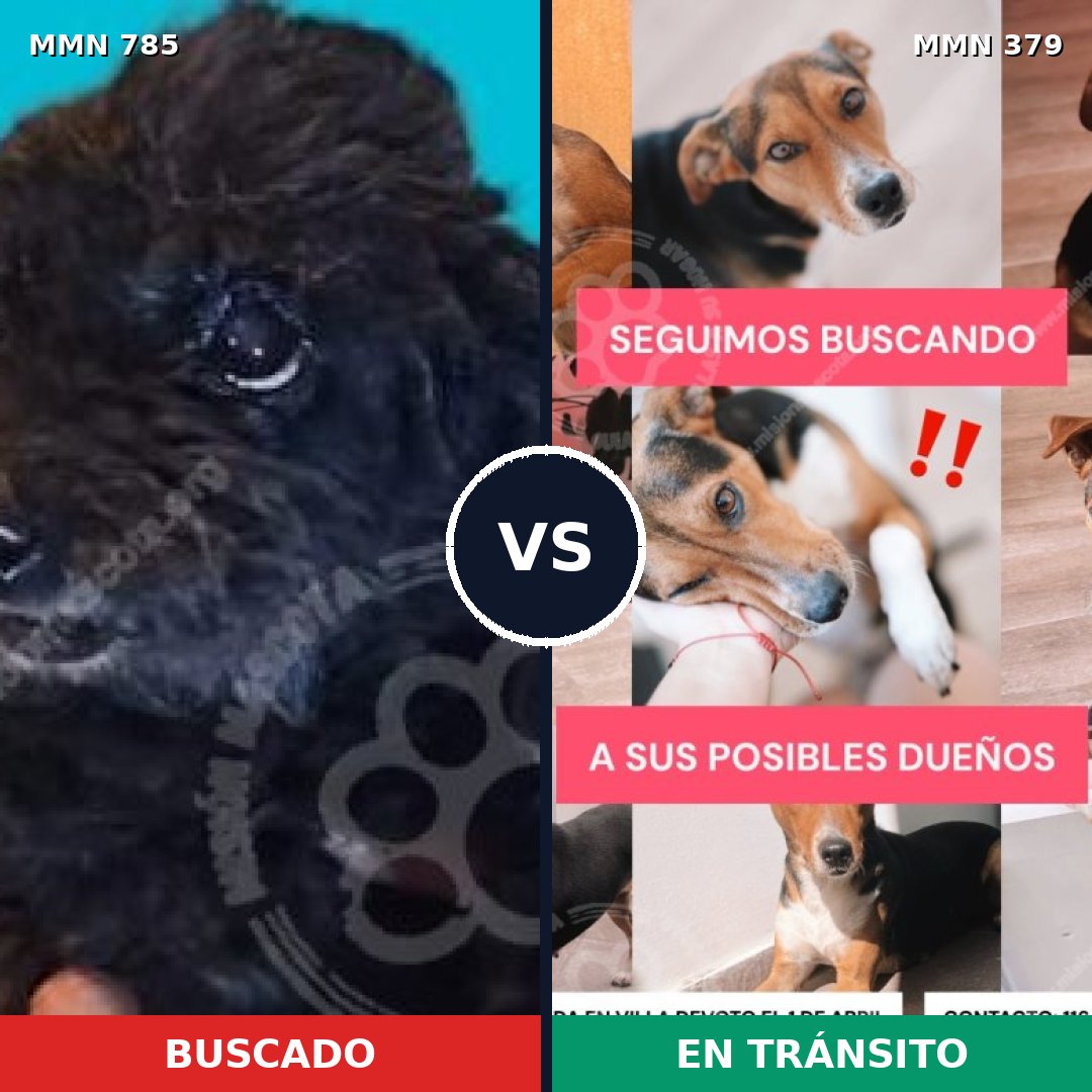 Comparativa MMS 12692: mascota perdida y mascota encontrada, 14% de similitud