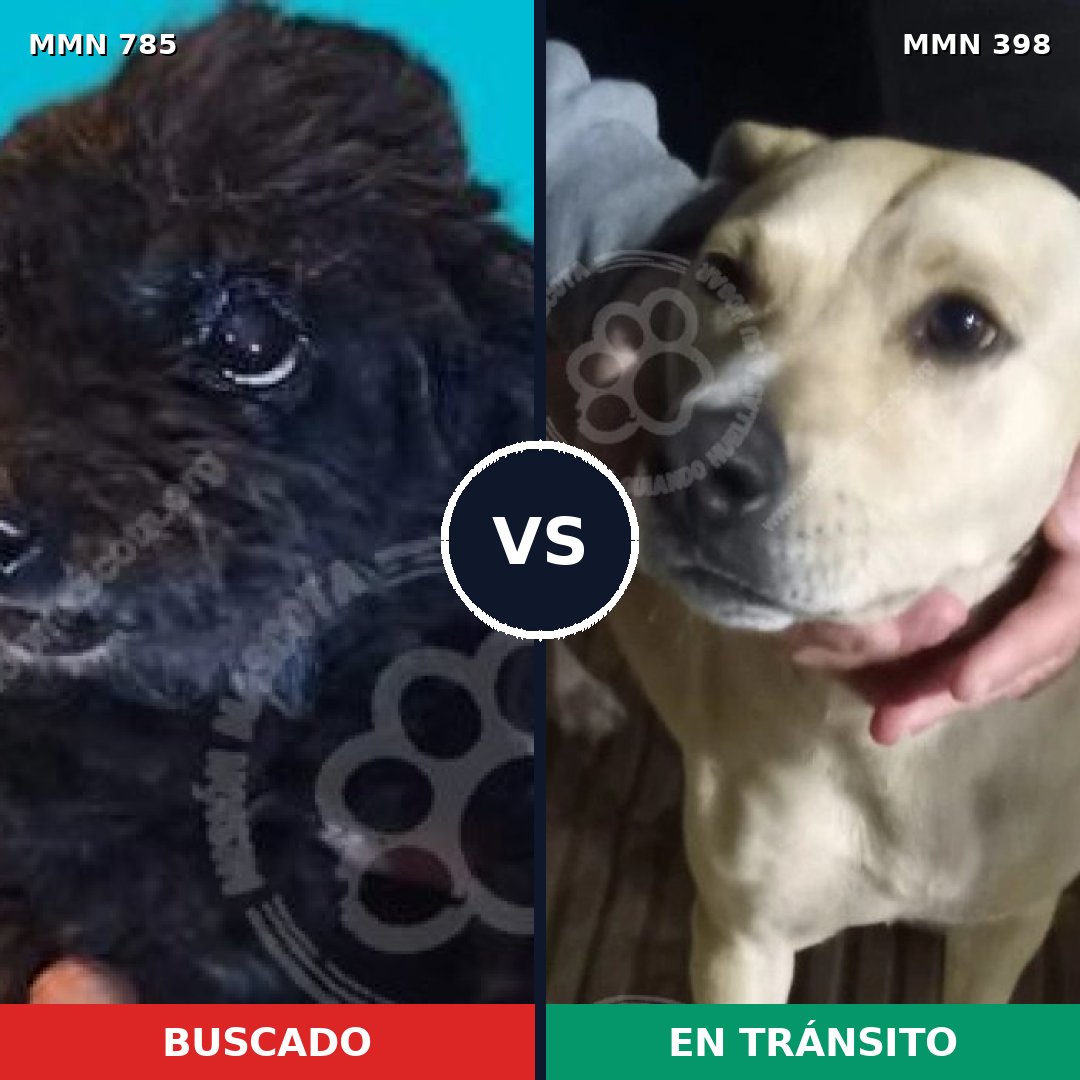 Comparativa MMS 12694: mascota perdida y mascota encontrada, 2% de similitud