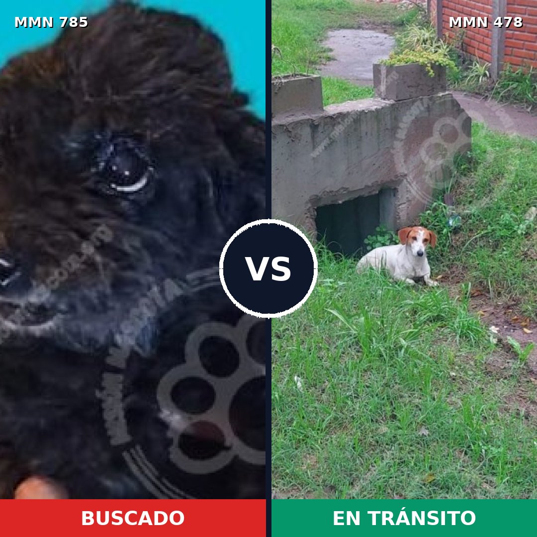 Comparativa MMS 12695: mascota perdida y mascota encontrada, 2% de similitud