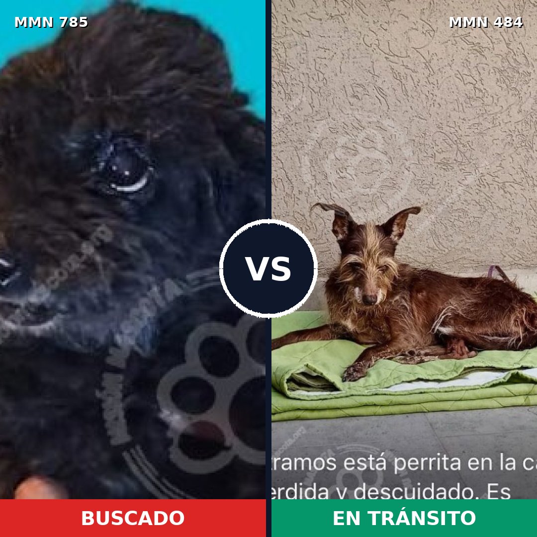 Comparativa MMS 12696: mascota perdida y mascota encontrada, 5% de similitud