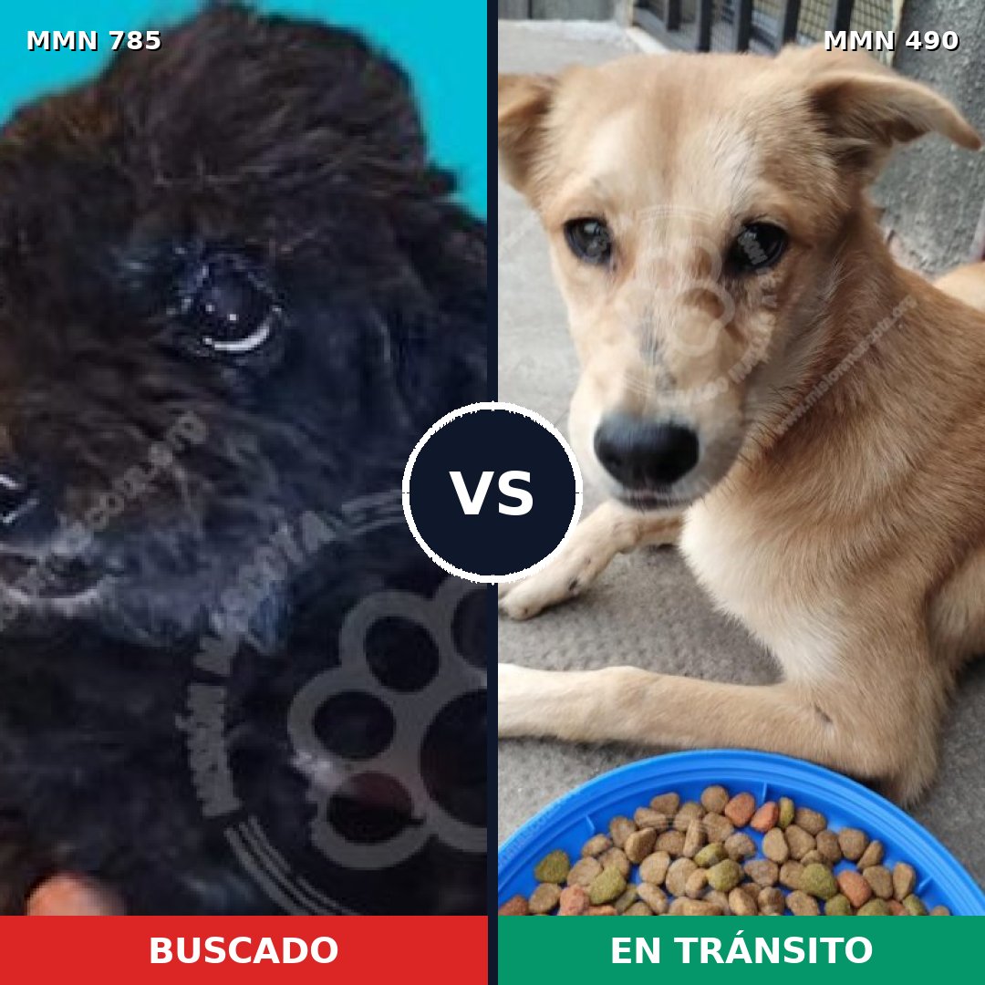 Comparativa MMS 12698: mascota perdida y mascota encontrada, 41% de similitud