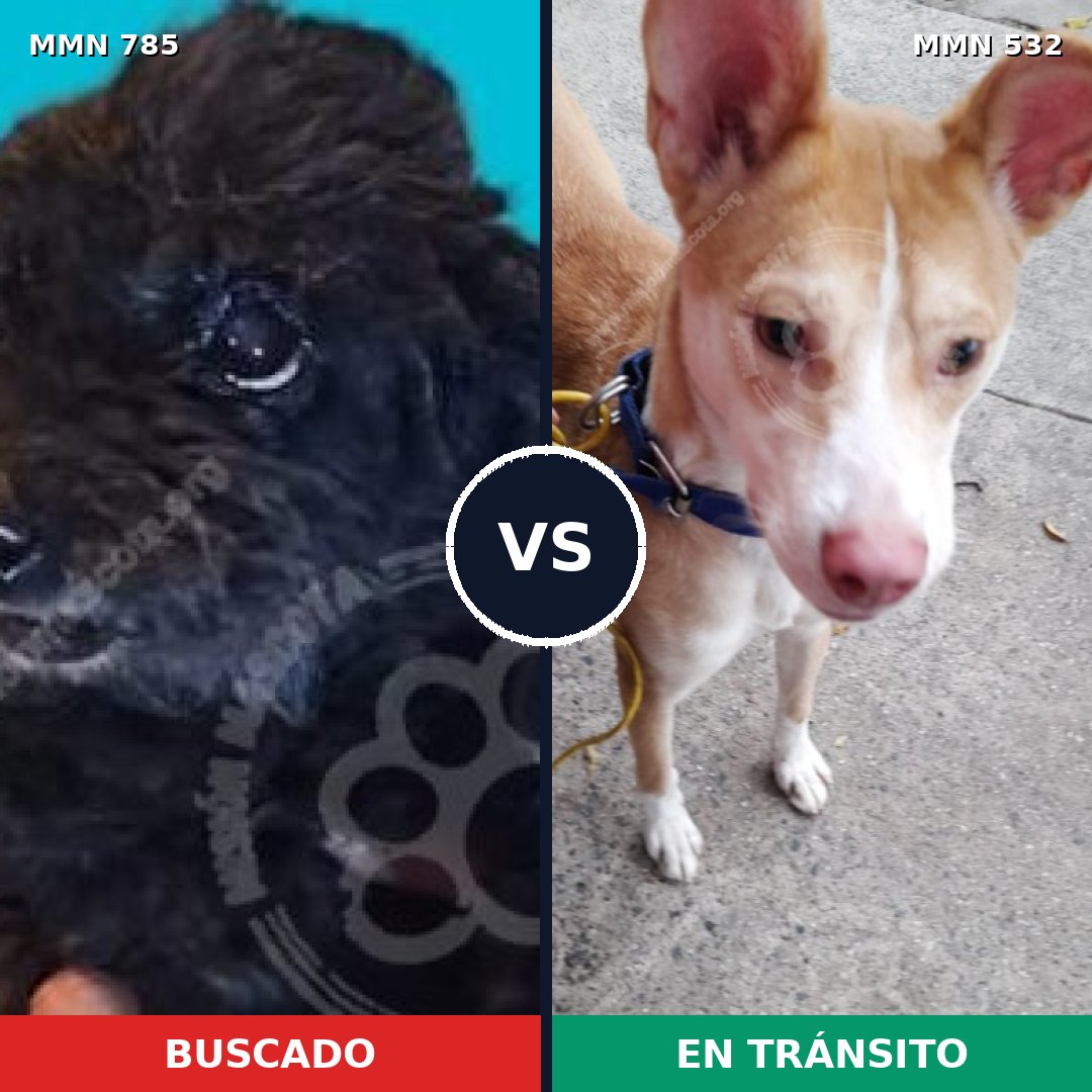 Comparativa MMS 12699: mascota perdida y mascota encontrada, 2% de similitud