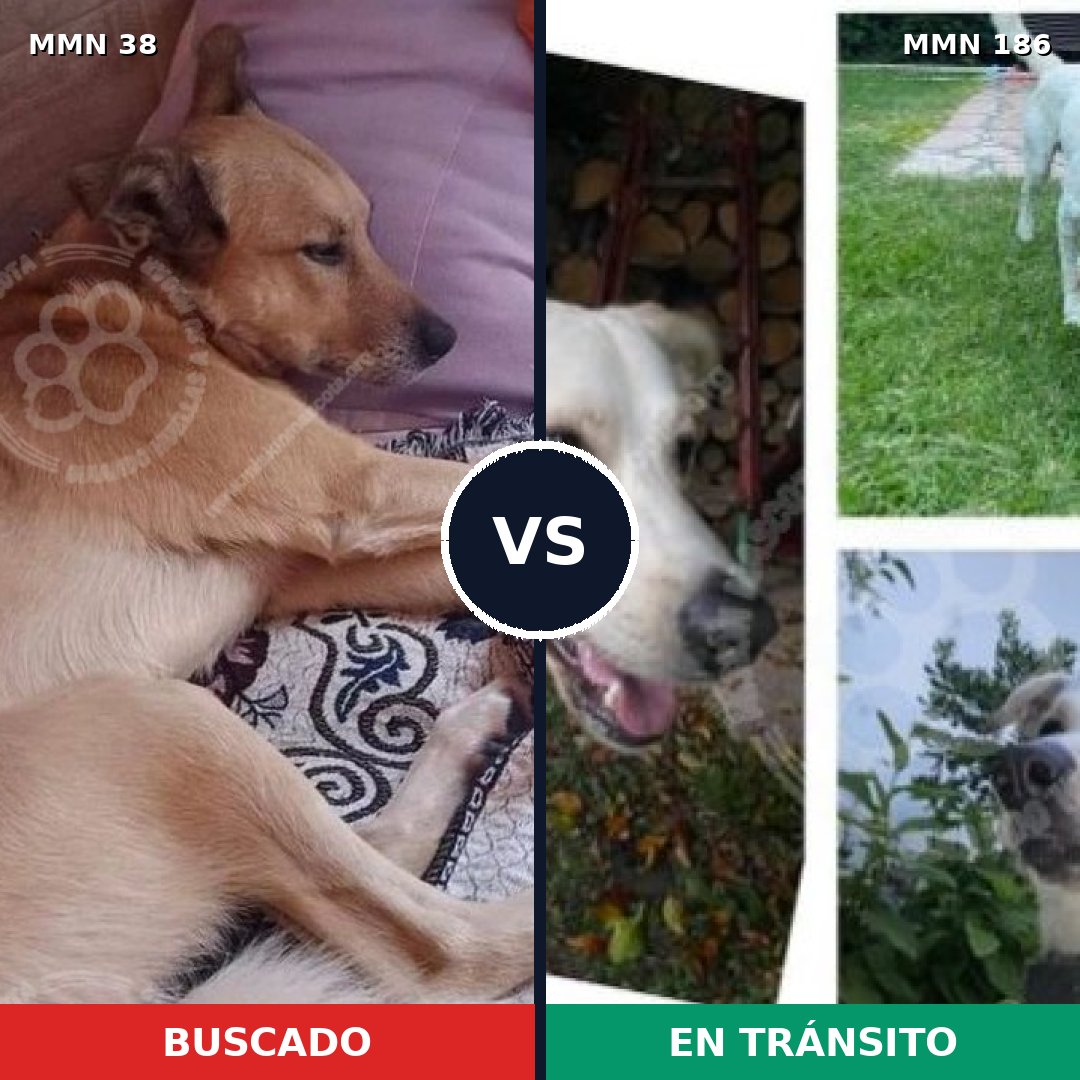 Comparativa MMS 127: mascota perdida y mascota encontrada, 60% de similitud