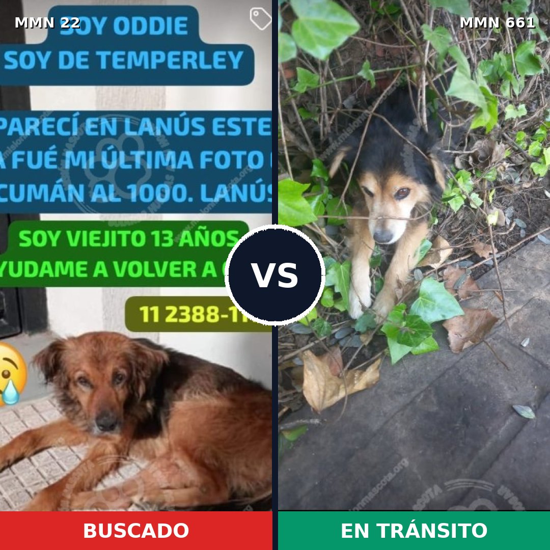 Comparativa MMS 1270: mascota perdida y mascota encontrada, 27% de similitud
