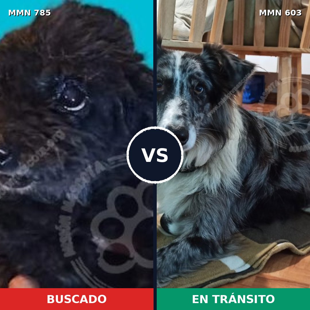 Comparativa MMS 12701: mascota perdida y mascota encontrada, 15% de similitud