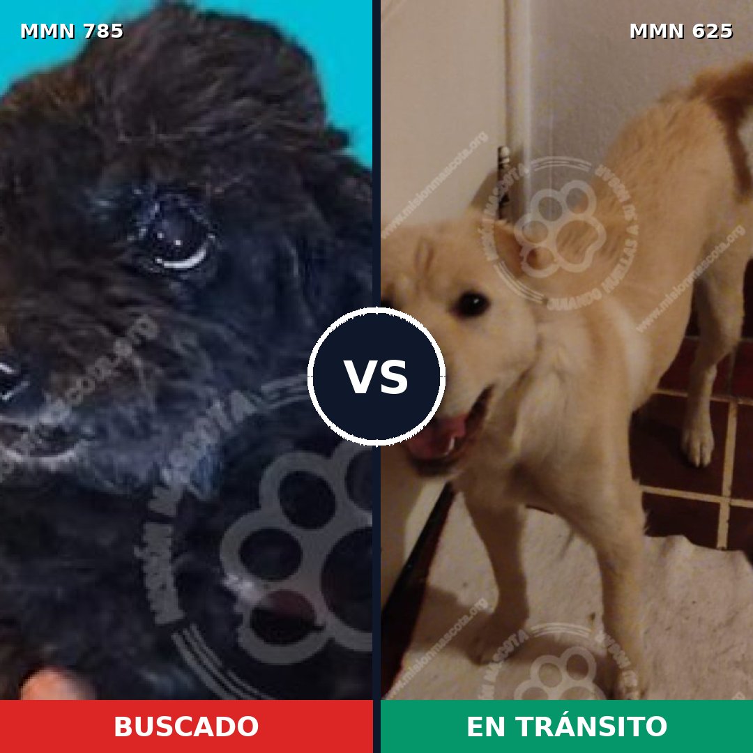 Comparativa MMS 12703: mascota perdida y mascota encontrada, 5% de similitud