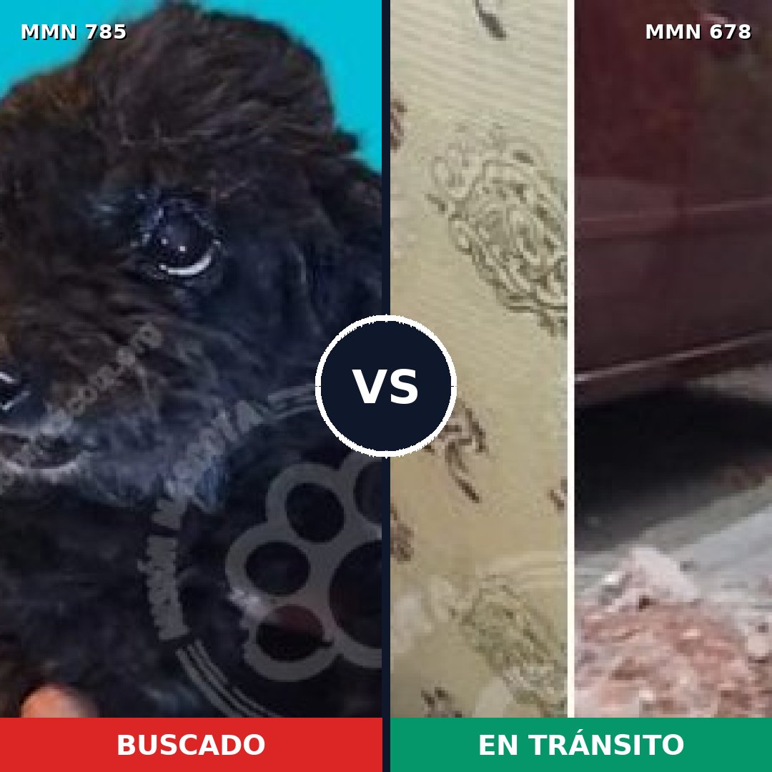 Comparativa MMS 12705: mascota perdida y mascota encontrada, 14% de similitud