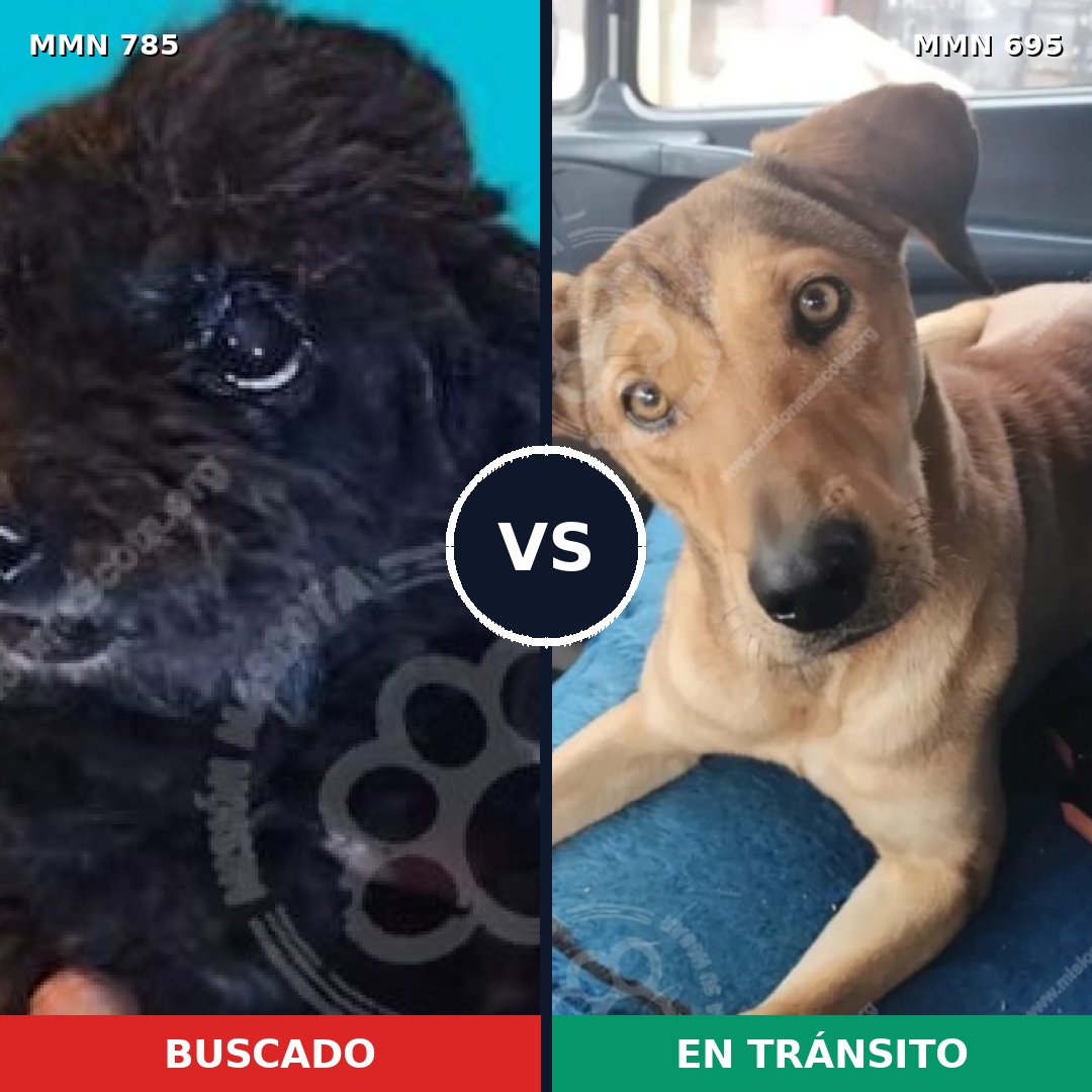 Comparativa MMS 12707: mascota perdida y mascota encontrada, 2% de similitud