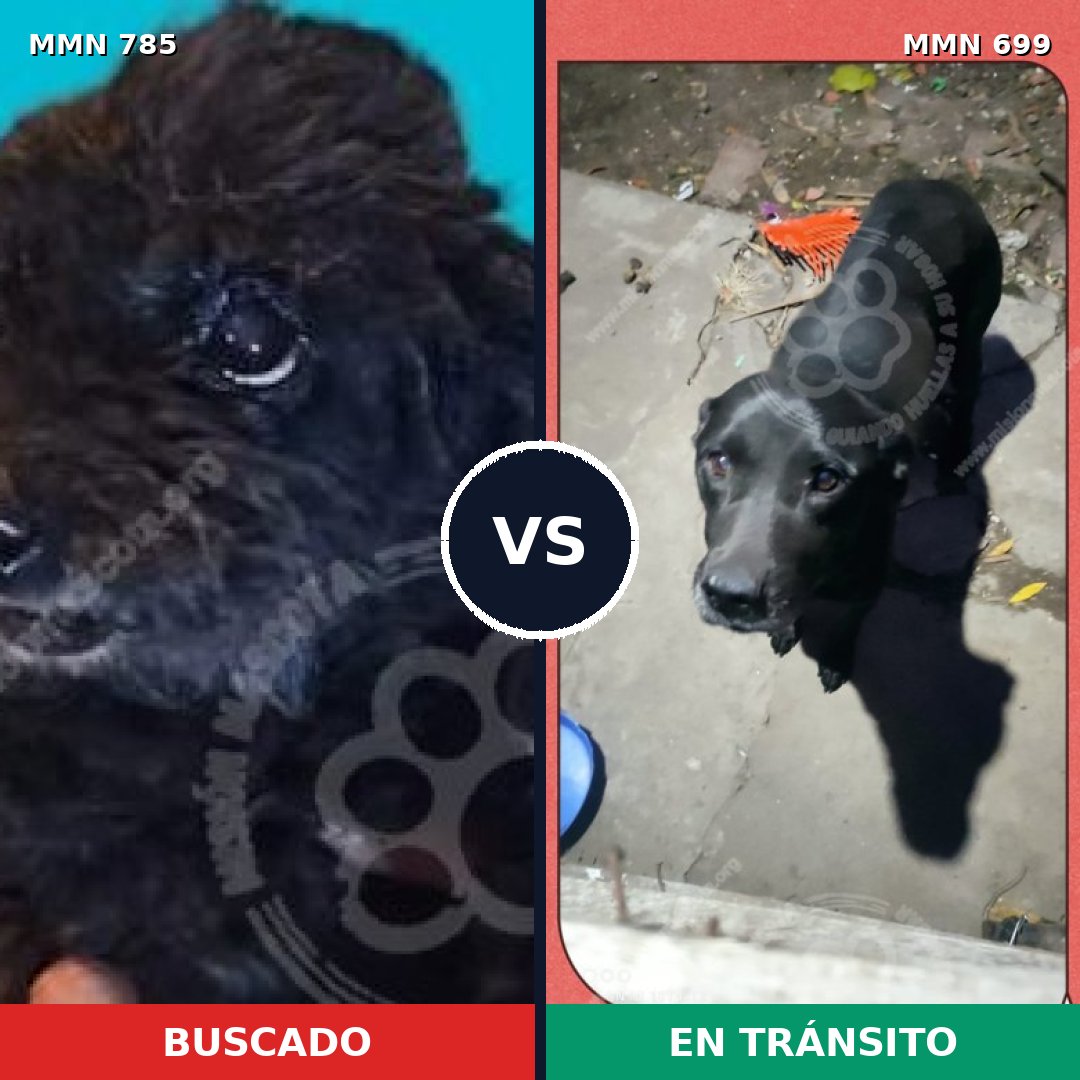Comparativa MMS 12708: mascota perdida y mascota encontrada, 31% de similitud