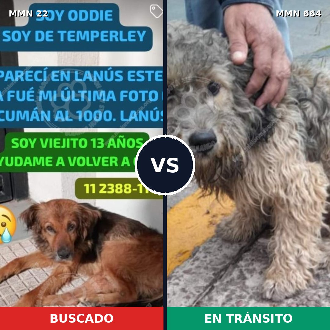 Comparativa MMS 1271: mascota perdida y mascota encontrada, 72% de similitud
