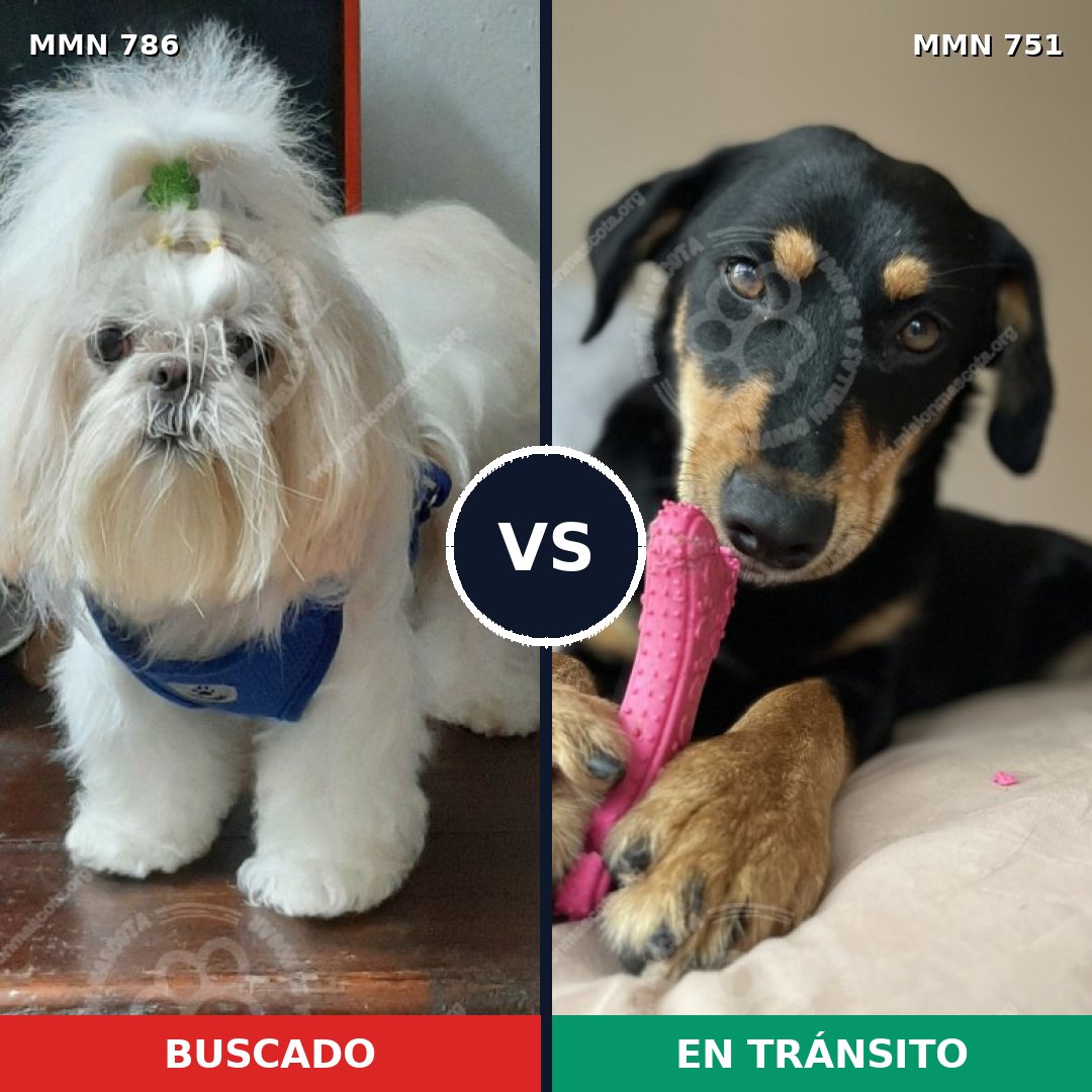 Comparativa MMS 12712: mascota perdida y mascota encontrada, 37% de similitud