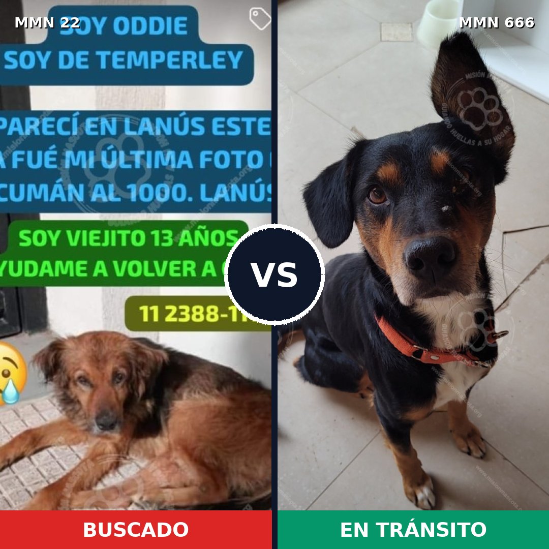 Comparativa MMS 1272: mascota perdida y mascota encontrada, 44% de similitud