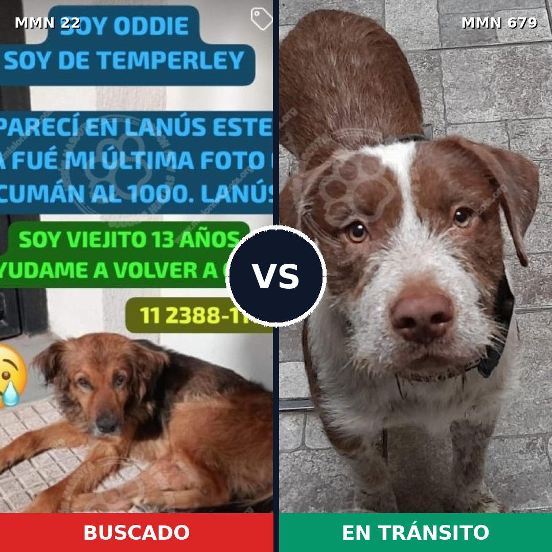 Comparativa MMS 1273: mascota perdida y mascota encontrada, 62% de similitud