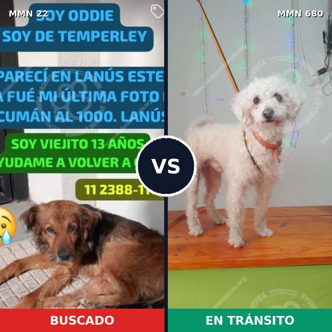 Comparativa MMS 1274: mascota perdida y mascota encontrada, 26% de similitud