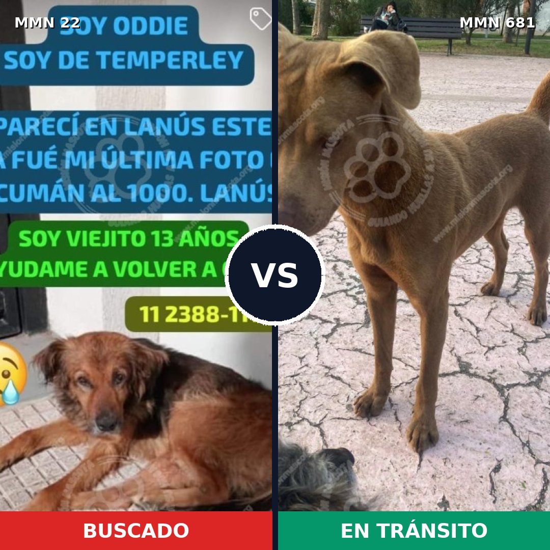 Comparativa MMS 1275: mascota perdida y mascota encontrada, 31% de similitud