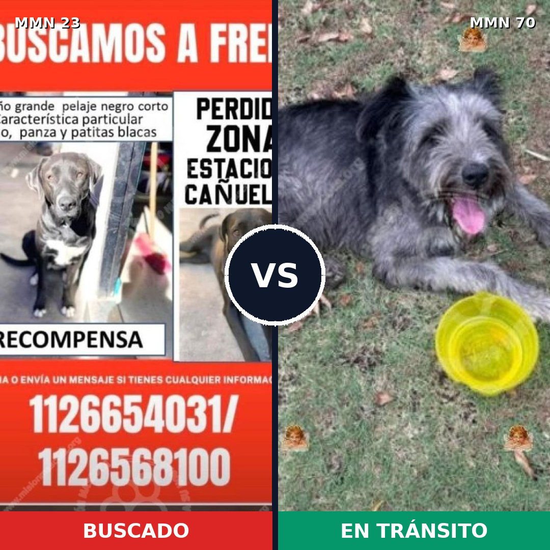 Comparativa MMS 1277: mascota perdida y mascota encontrada, 56% de similitud