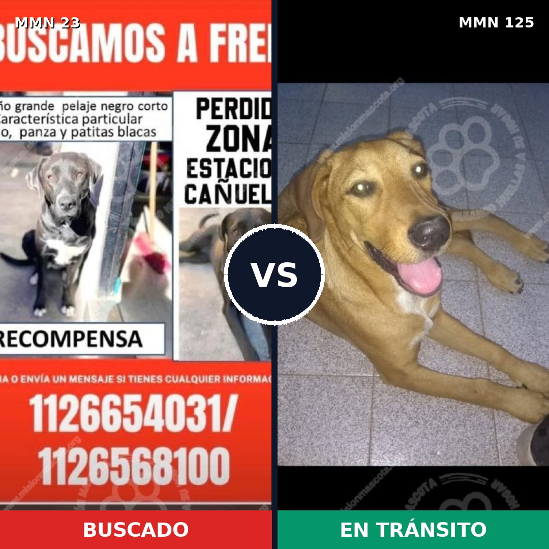 Comparativa MMS 1278: mascota perdida y mascota encontrada, 60% de similitud