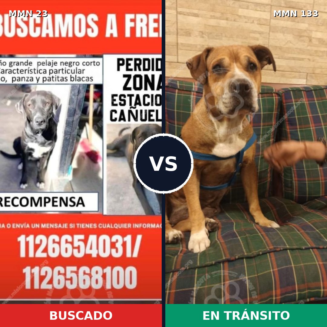 Comparativa MMS 1279: mascota perdida y mascota encontrada, 60% de similitud
