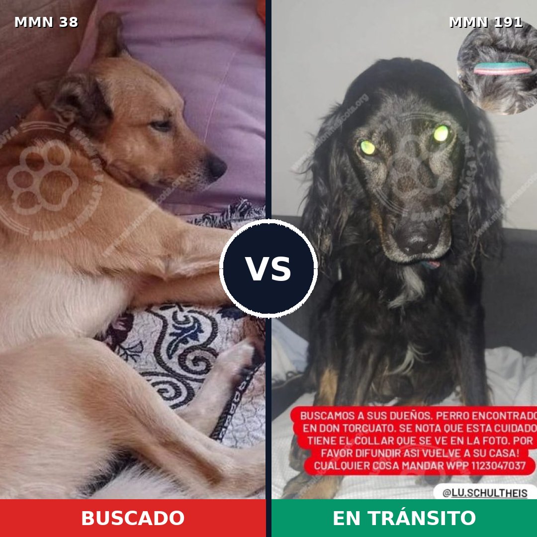 Comparativa MMS 128: mascota perdida y mascota encontrada, 68% de similitud