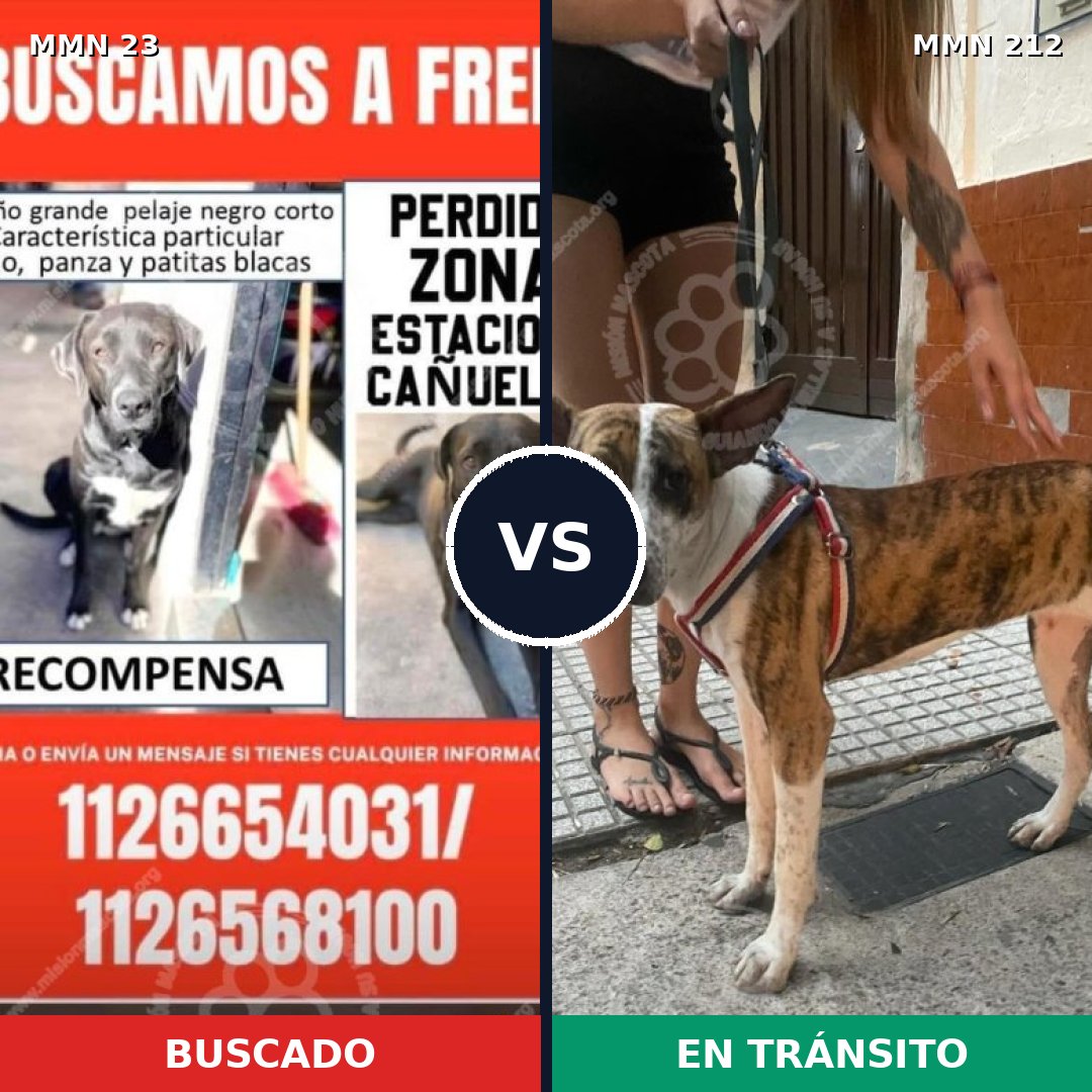 Comparativa MMS 1280: mascota perdida y mascota encontrada, 52% de similitud