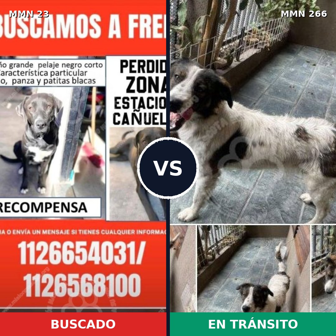 Comparativa MMS 1281: mascota perdida y mascota encontrada, 57% de similitud