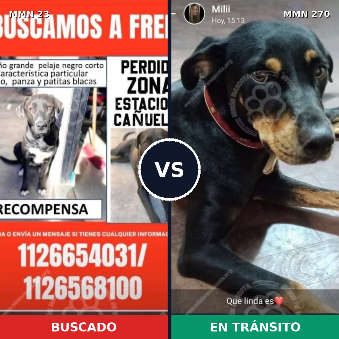 Comparativa MMS 1282: mascota perdida y mascota encontrada, 62% de similitud