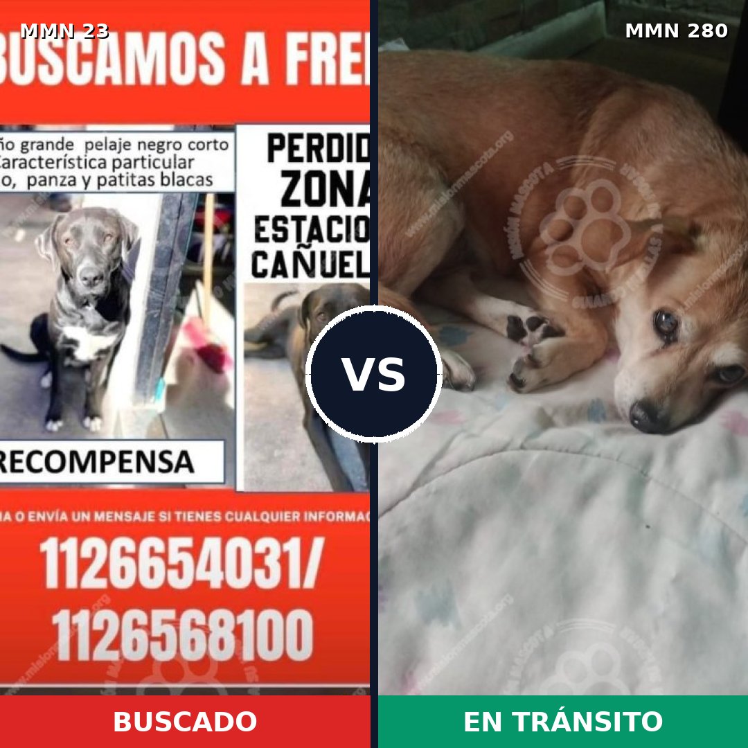 Comparativa MMS 1283: mascota perdida y mascota encontrada, 49% de similitud